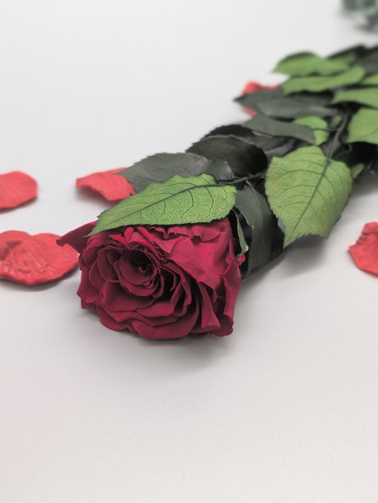 KONSERVIERTE ROSE