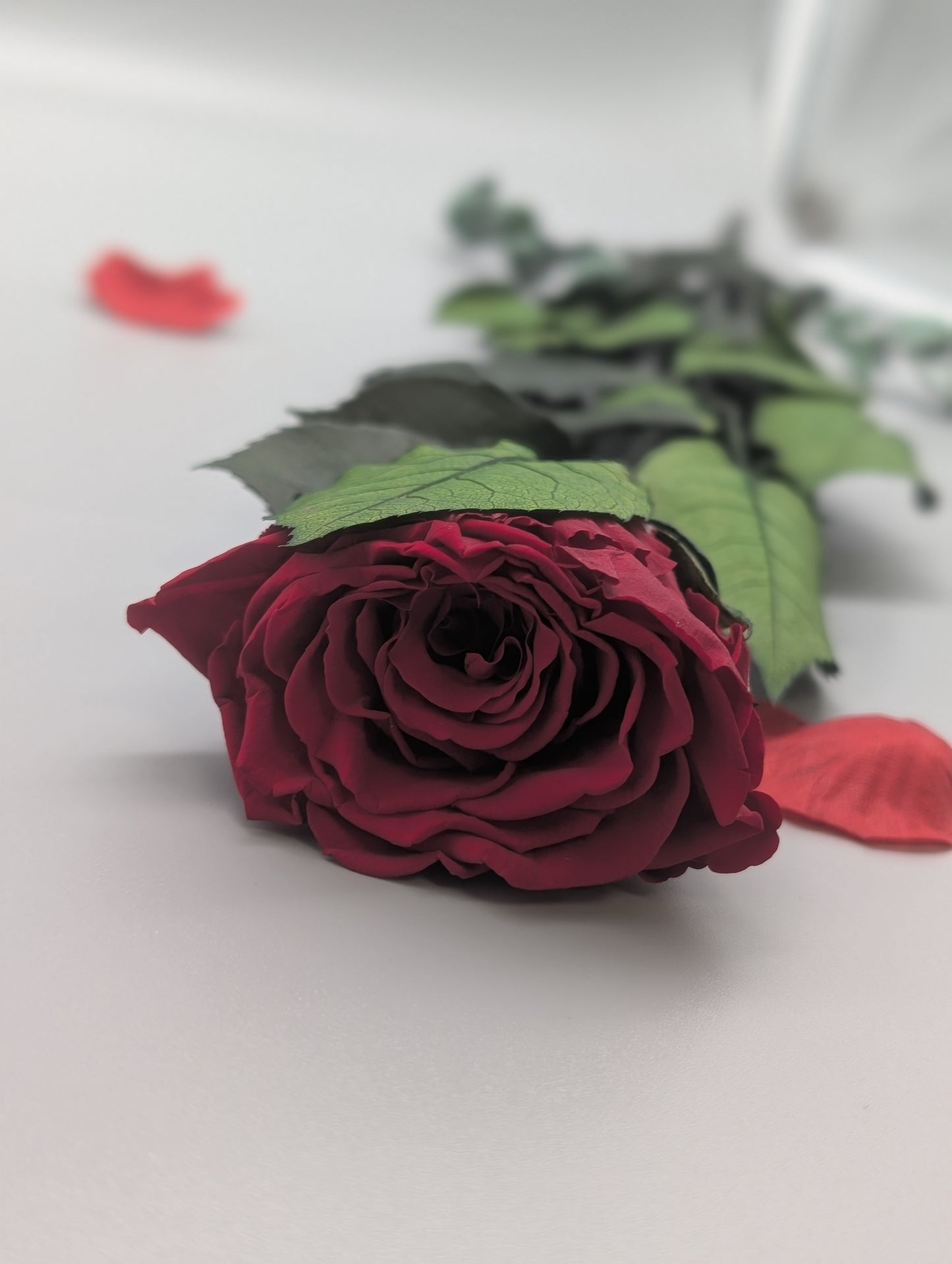 KONSERVIERTE ROSE
